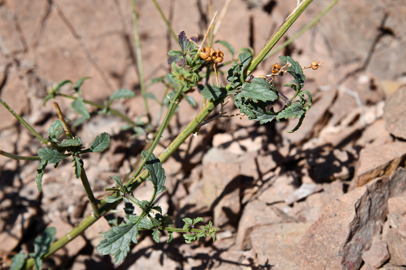 Image of Scrophularia incisa specimen.