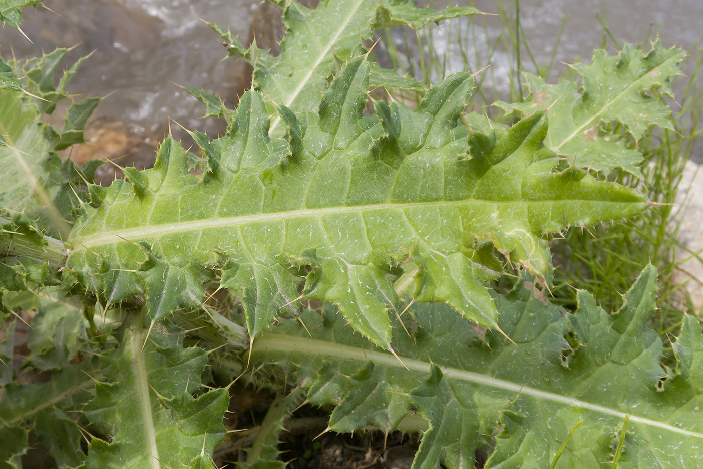 Изображение особи Cirsium uliginosum.