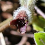 Asarum europaeum