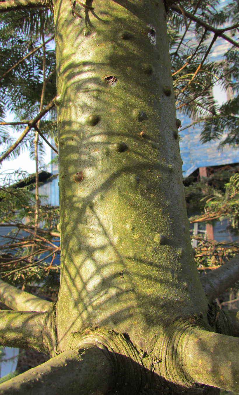 Image of Abies grandis specimen.
