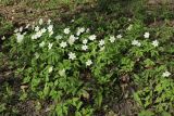 Anemone nemorosa