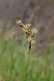 Carex praecox