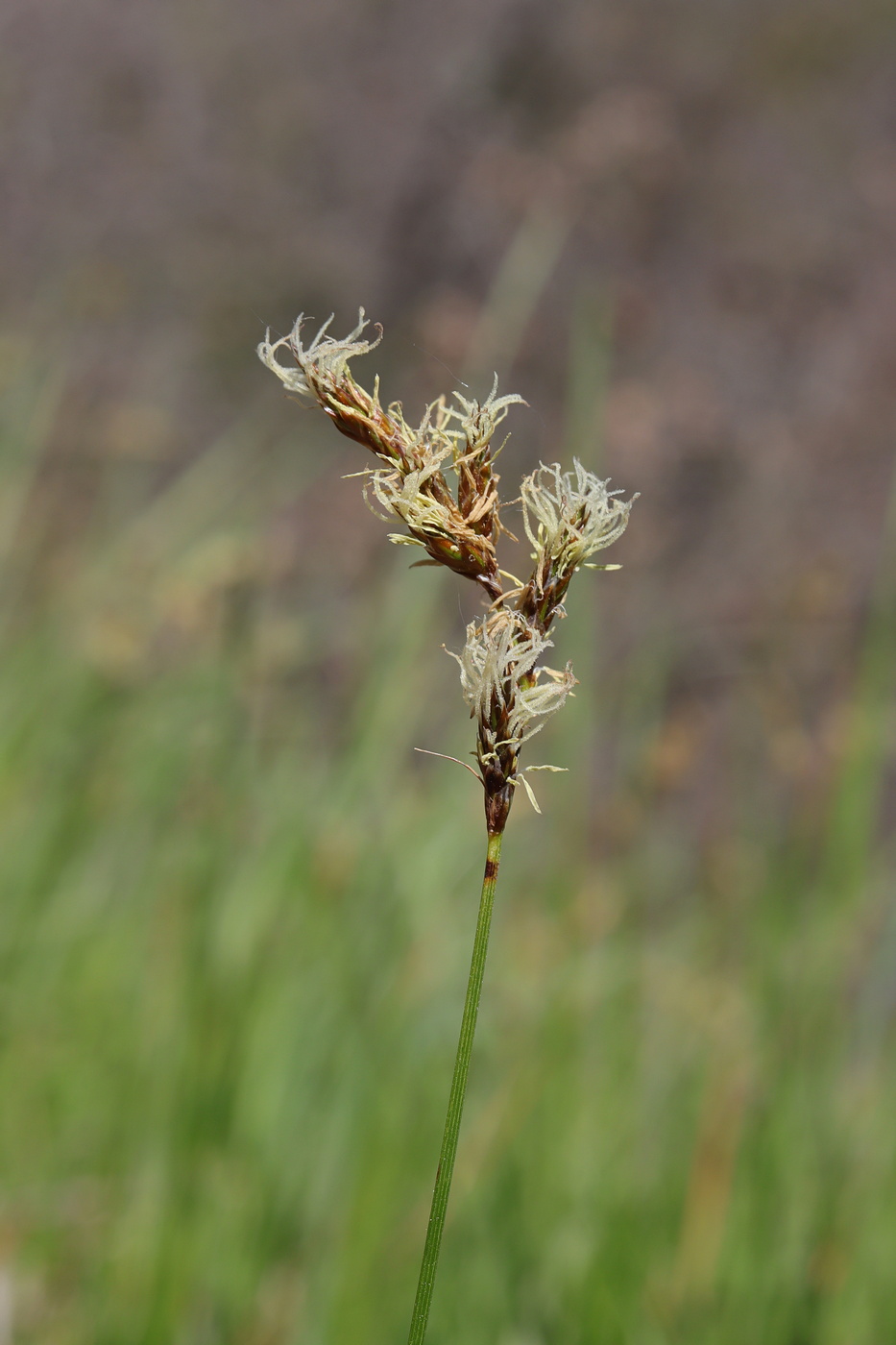Image of Carex praecox specimen.
