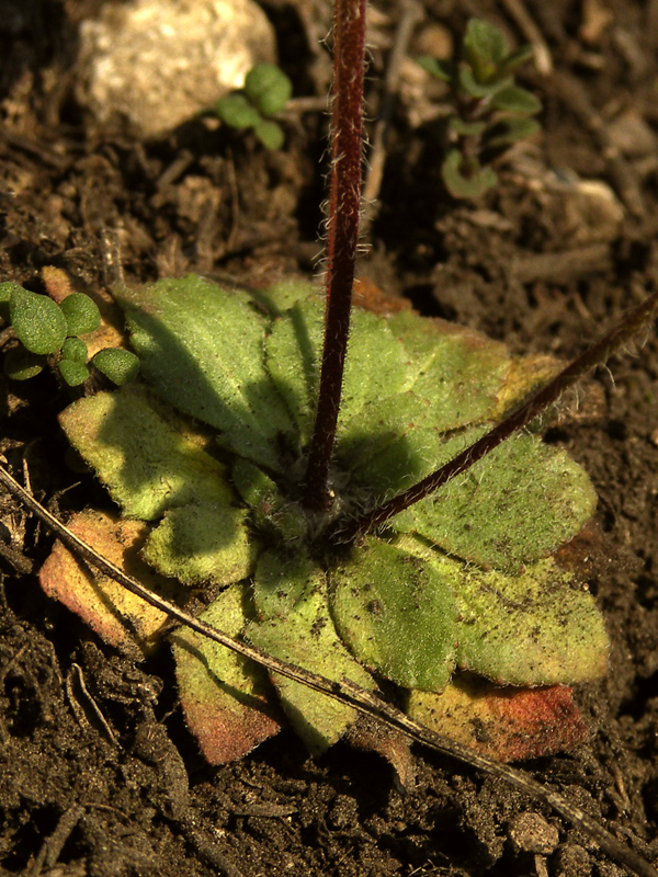 Image of Androsace maxima specimen.