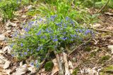 Veronica umbrosa. Цветущее растение. Краснодарский край, Туапсинский р-н, окр. пос. Агой, в лиственном лесу, склон на каменистой почве. 23.04.2019.