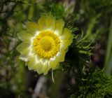 Adonis vernalis. Цветок. Пермский край, Кунгурский р-н, окр. с. Плехановское, восточнее ур. Спасская гора, разнотравный луг. 26.05.2025.