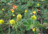 Medicago lupulina
