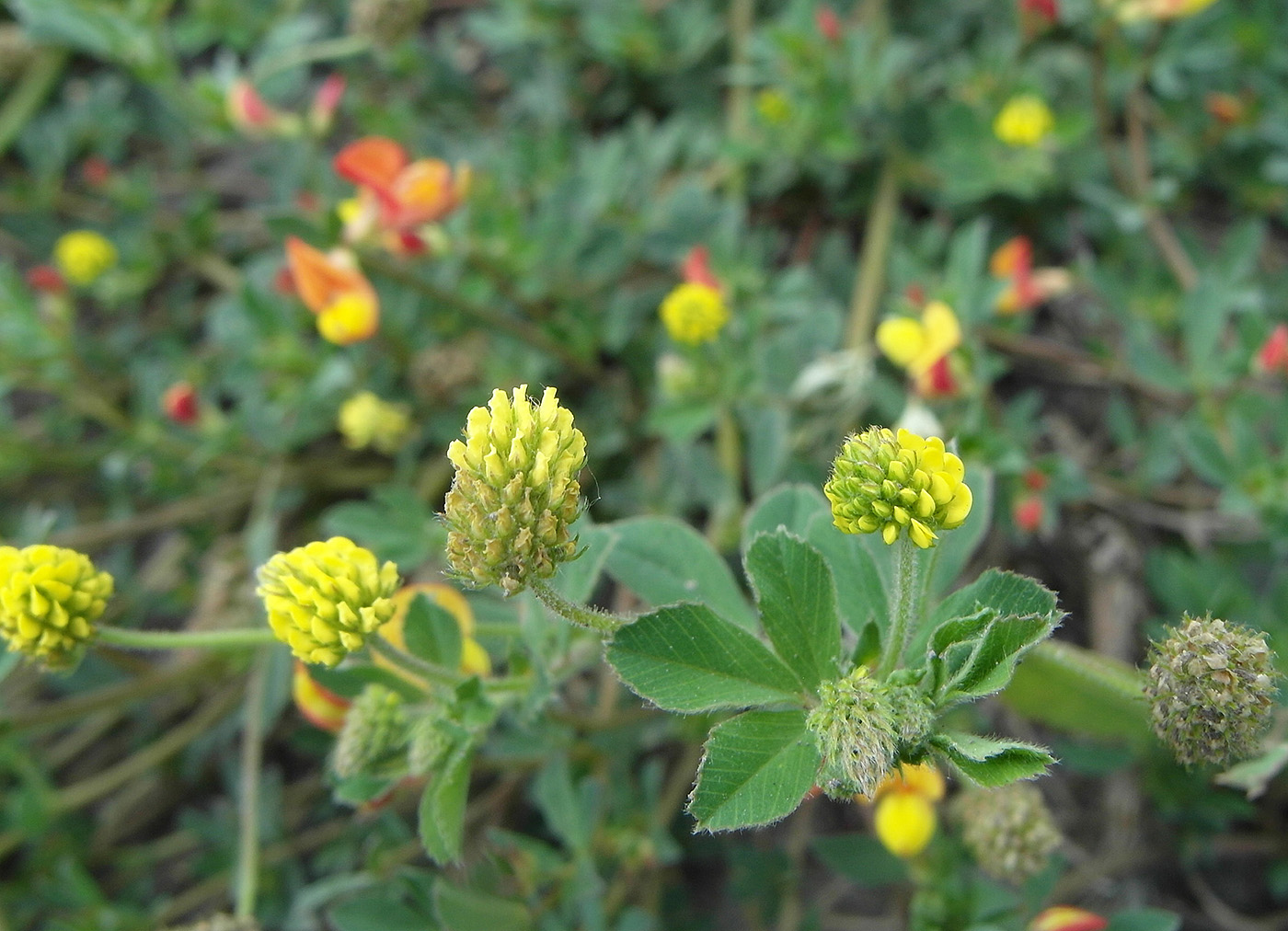 Image of Medicago lupulina specimen.