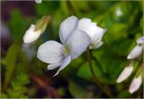 Viola sororia