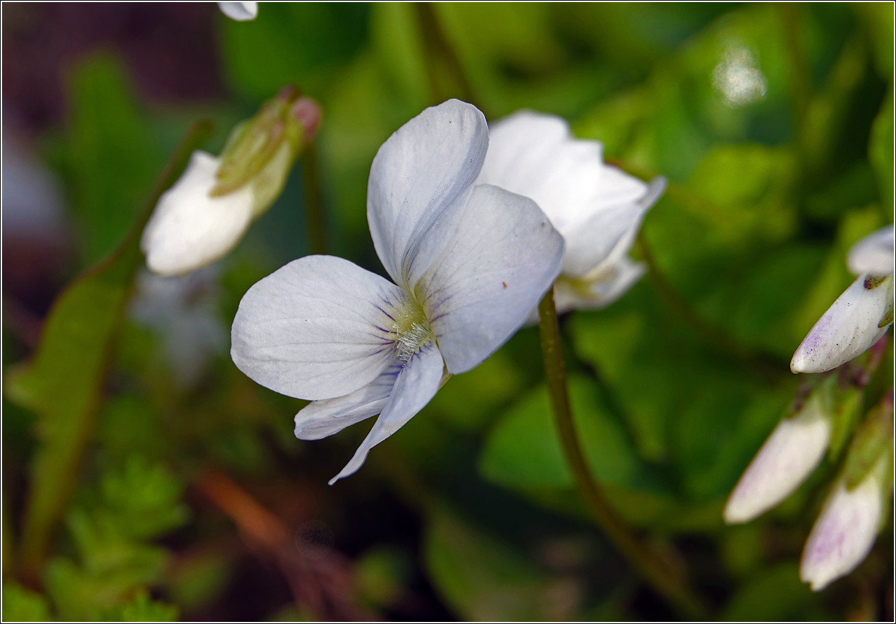 Image of Viola sororia specimen.