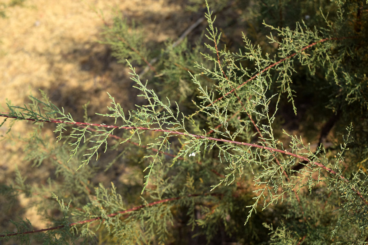 Image of genus Tamarix specimen.