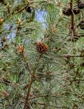 Pinus tabuliformis