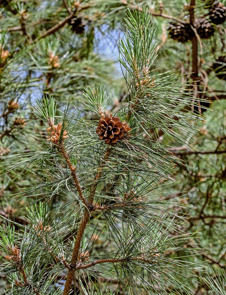 Изображение особи Pinus tabuliformis.