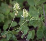 Astragalus glycyphyllos. Верхушка цветущего растения с повреждёнными листьями. Абхазия, окр. г. Новый Афон, Иверская гора, дубрава. 12.06.2025.