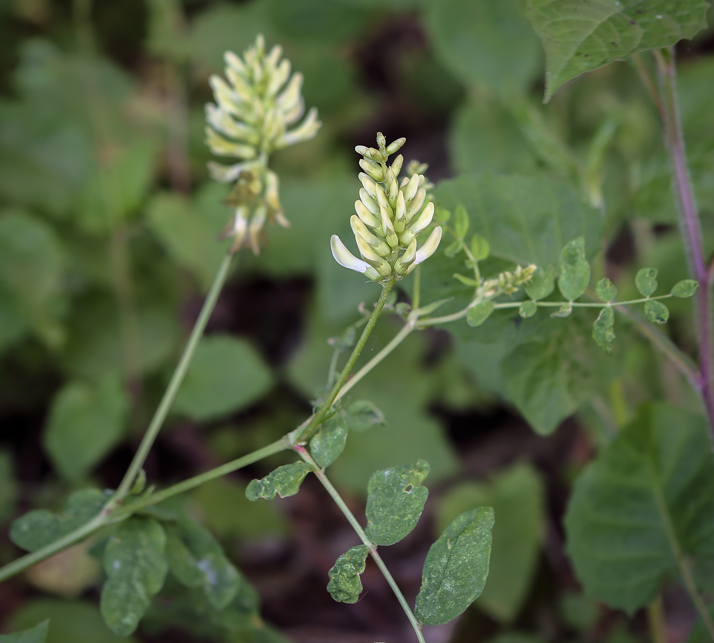 Image of Astragalus glycyphyllos specimen.