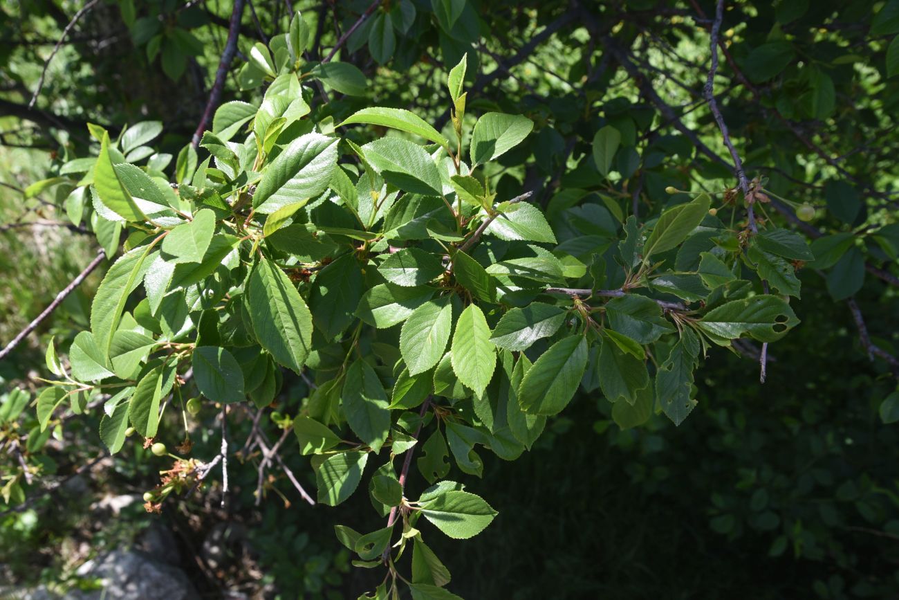 Image of genus Cerasus specimen.