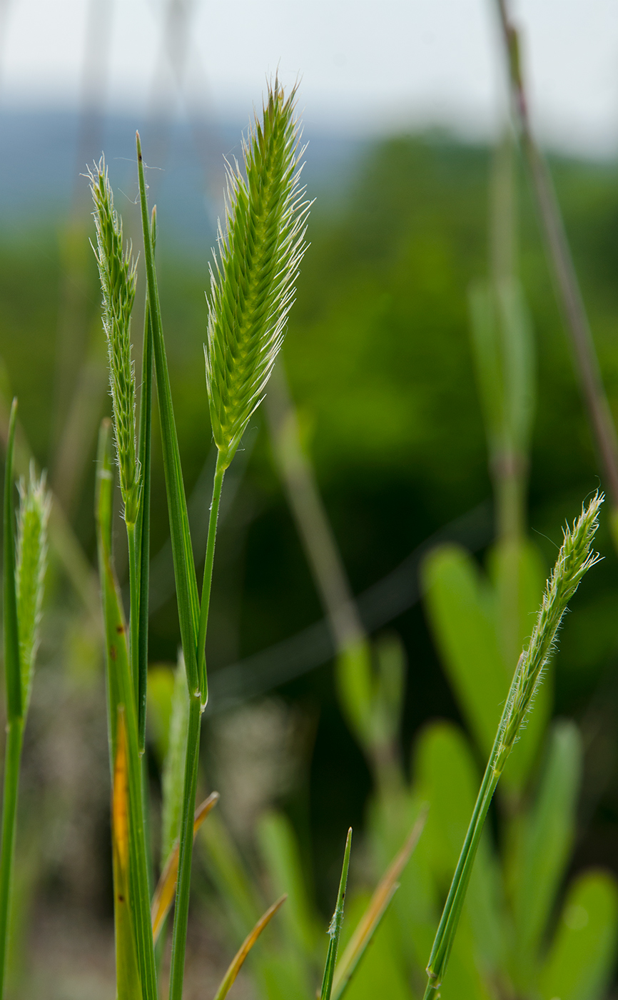 Изображение особи род Agropyron.