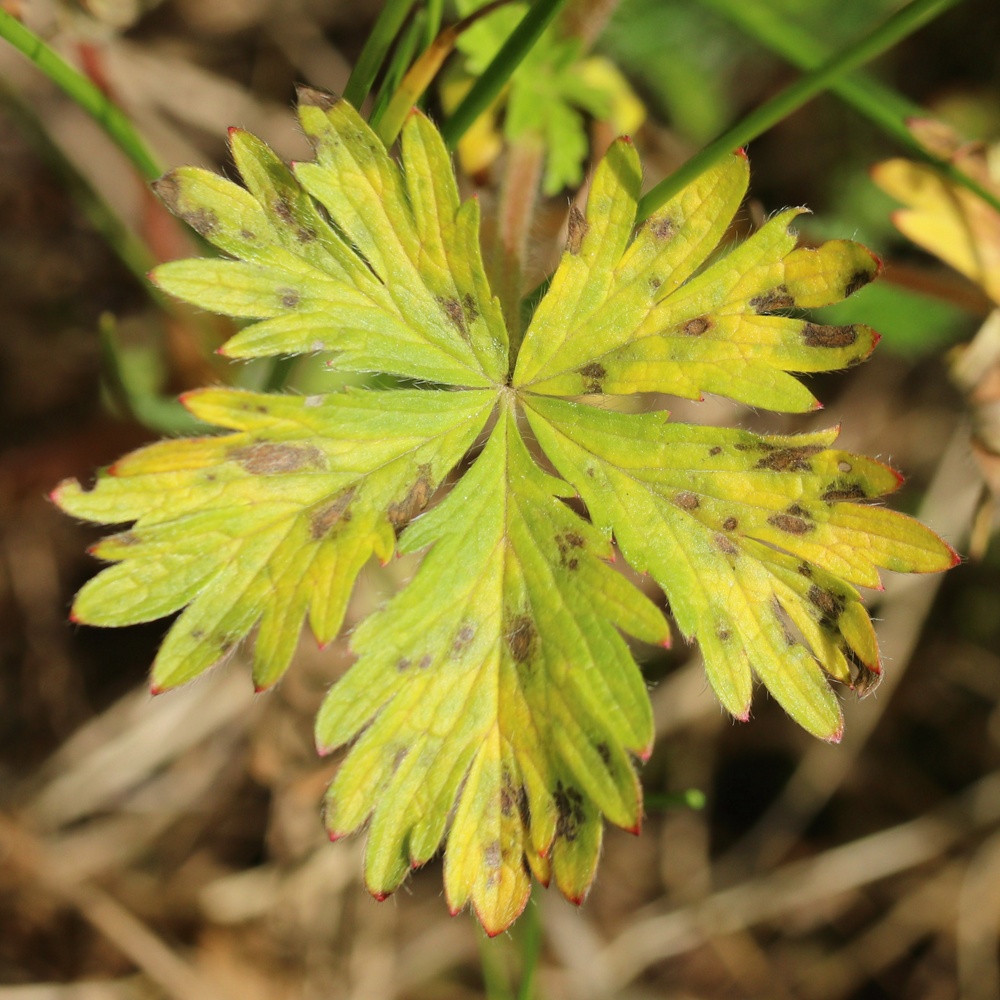 Изображение особи Potentilla intermedia.