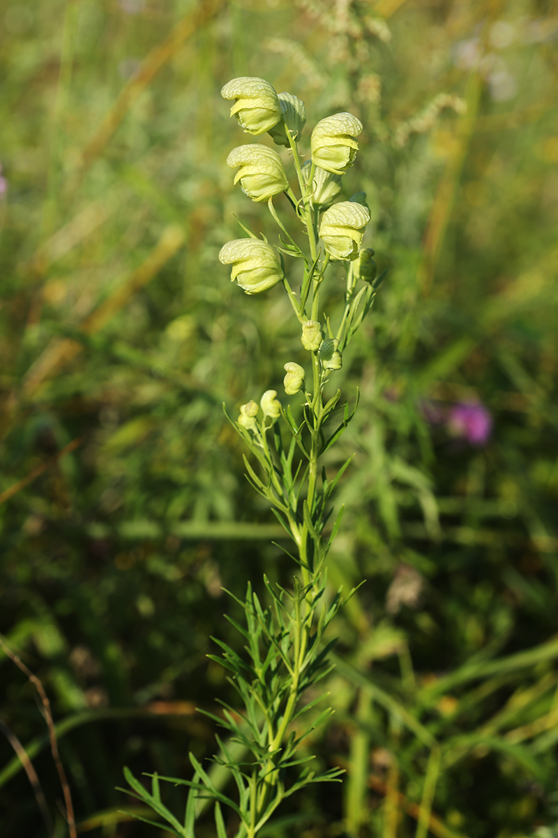 Image of Aconitum coreanum specimen.
