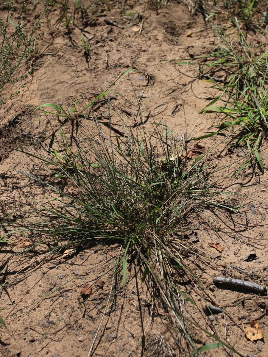 Image of Digitaria ischaemum specimen.
