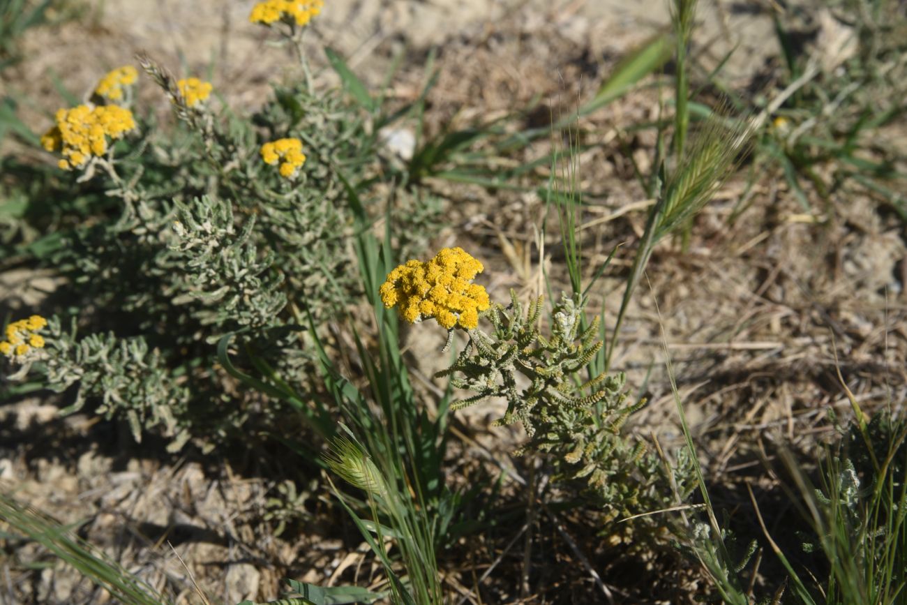 Изображение особи род Achillea.