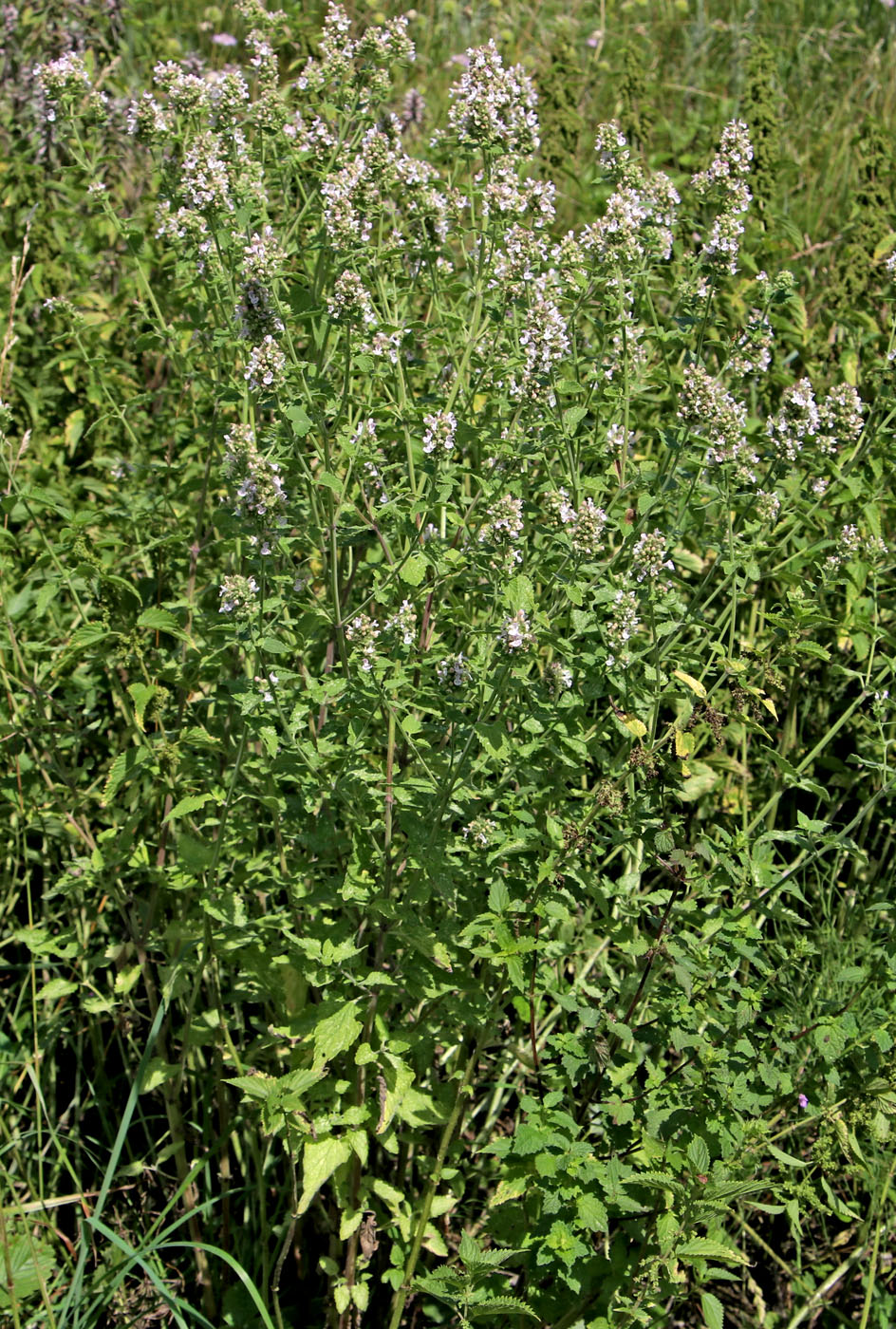 Изображение особи Nepeta cataria.