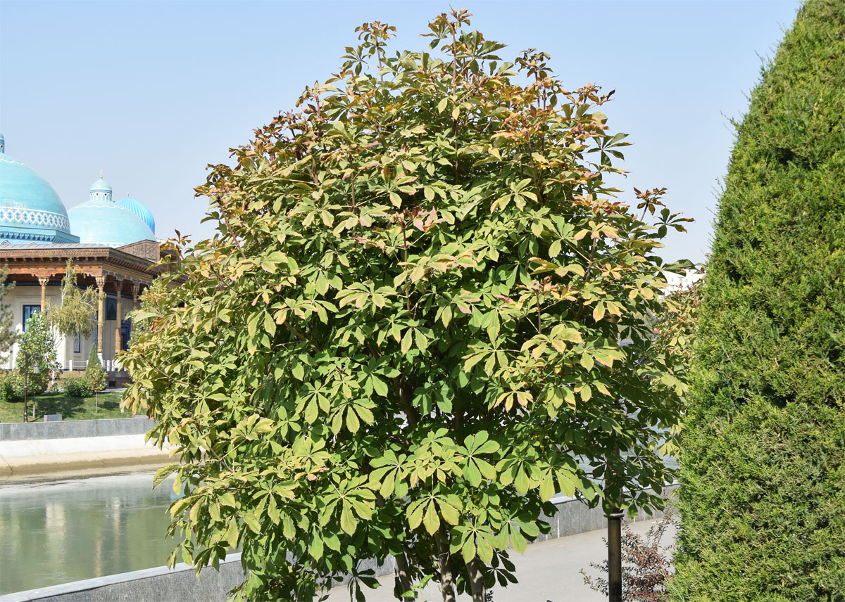 Image of Aesculus hippocastanum specimen.
