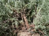 Artemisia santonicum. Основание стебля вегетирующего растения. Краснодарский край, Темрюкский р-н, мыс Железный Рог, приморский остепнённый глинистый склон. 29.04.2017.