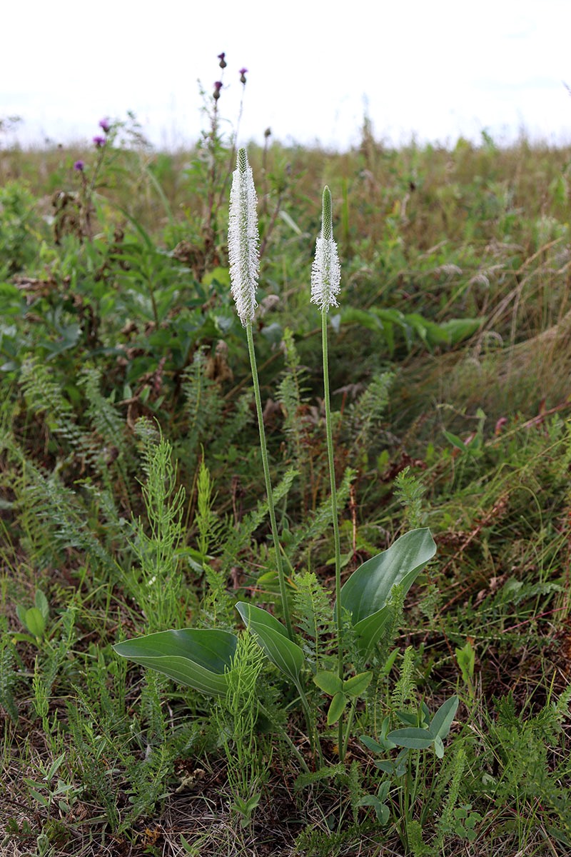 Image of Plantago maxima specimen.