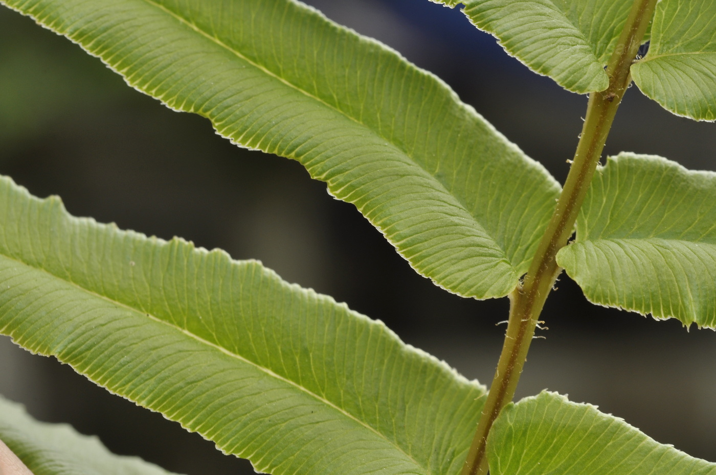 Image of Pteris vittata specimen.