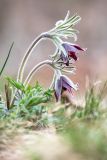 Pulsatilla cernua. Цветущее растение. Приморский край, окр. мыса Лисученко, травянистый склон сопки. 04.05.2021.