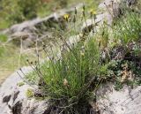 Scorzonera filifolia. Цветущее растение. Дагестан, Гунибское плато, на скальном выходе у Царской тропы. 27.06.2025.