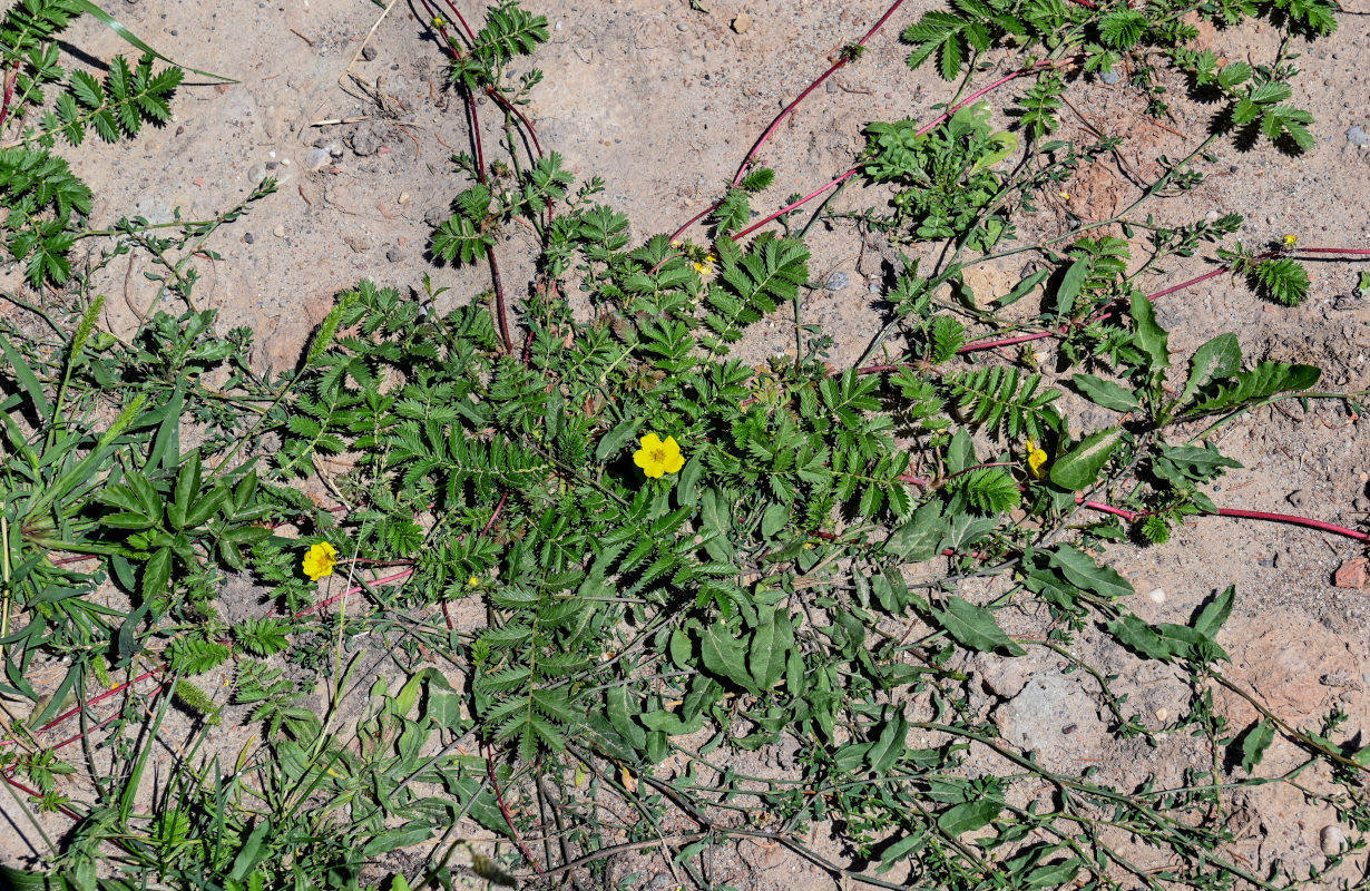 Image of Potentilla anserina specimen.