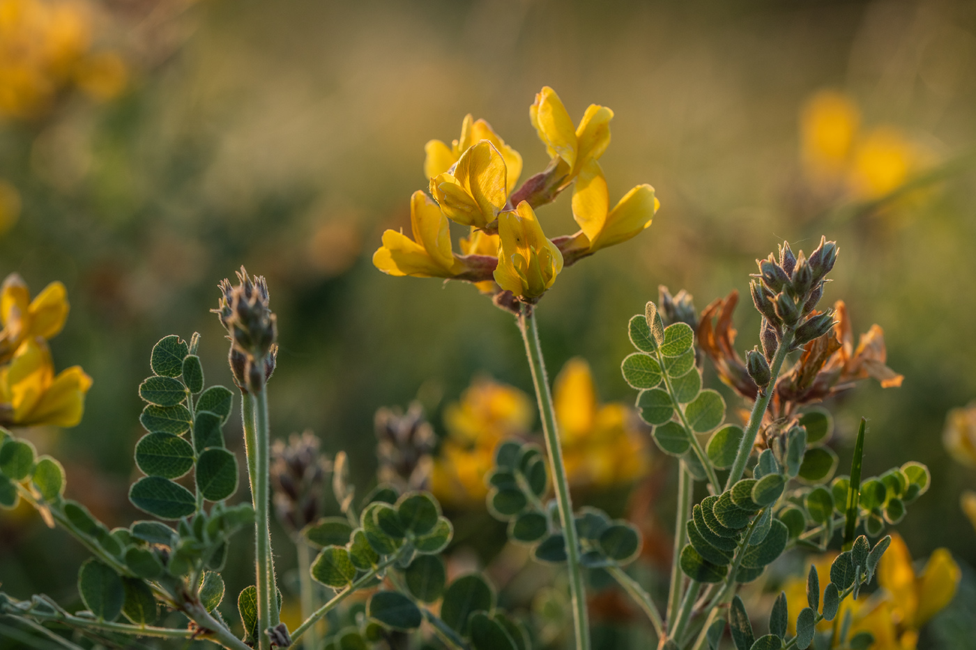 Image of Calophaca wolgarica specimen.