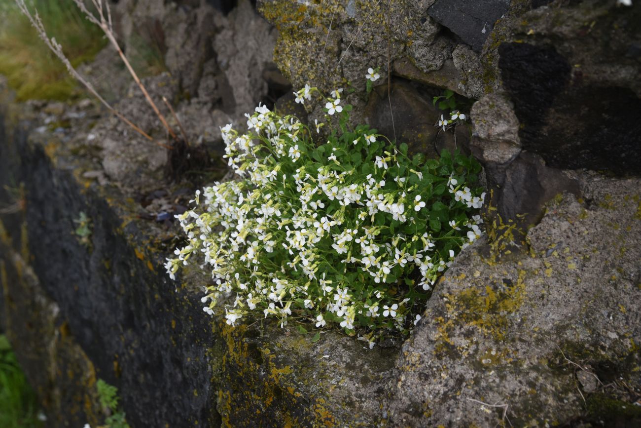 Изображение особи Arabis caucasica.