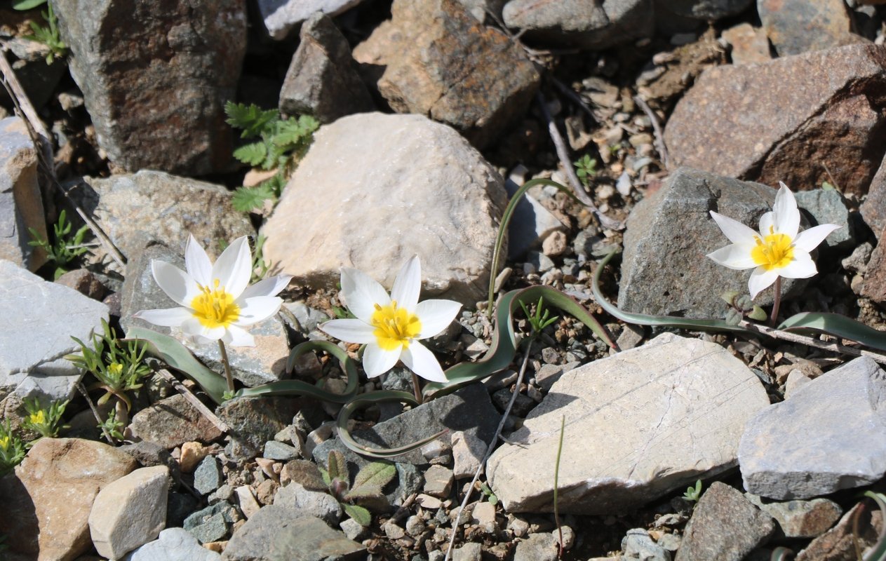 Изображение особи Tulipa biflora.