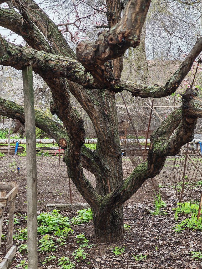Image of Armeniaca vulgaris specimen.