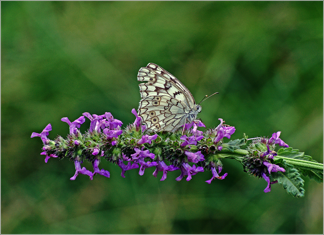 Изображение особи Betonica officinalis.