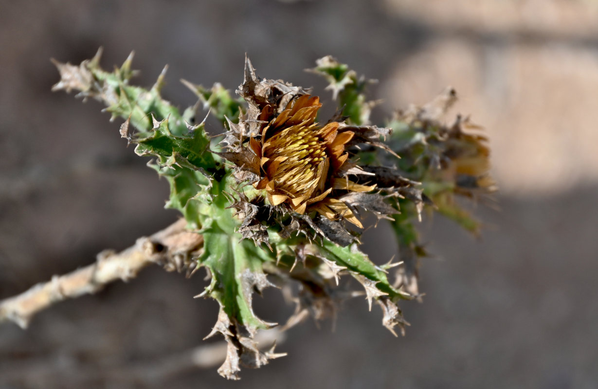 Изображение особи Carlina hispanica.