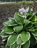 genus Hosta