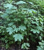 Acer platanoides. Молодое растение. Волгоград, Красноармейский р-н; Чапурниковская балка. 01.06.2026.