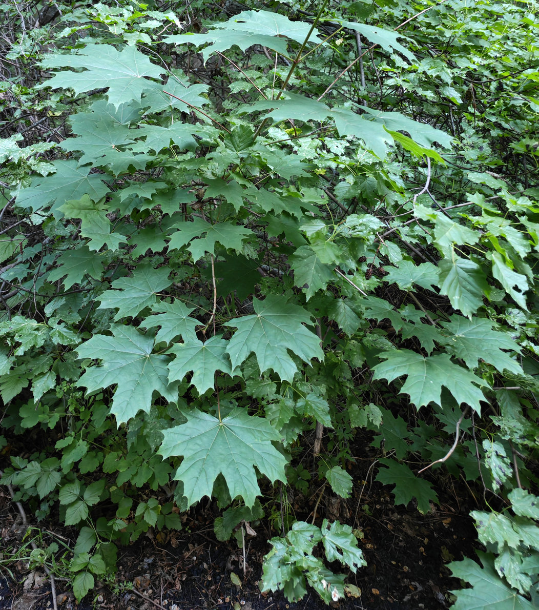 Изображение особи Acer platanoides.