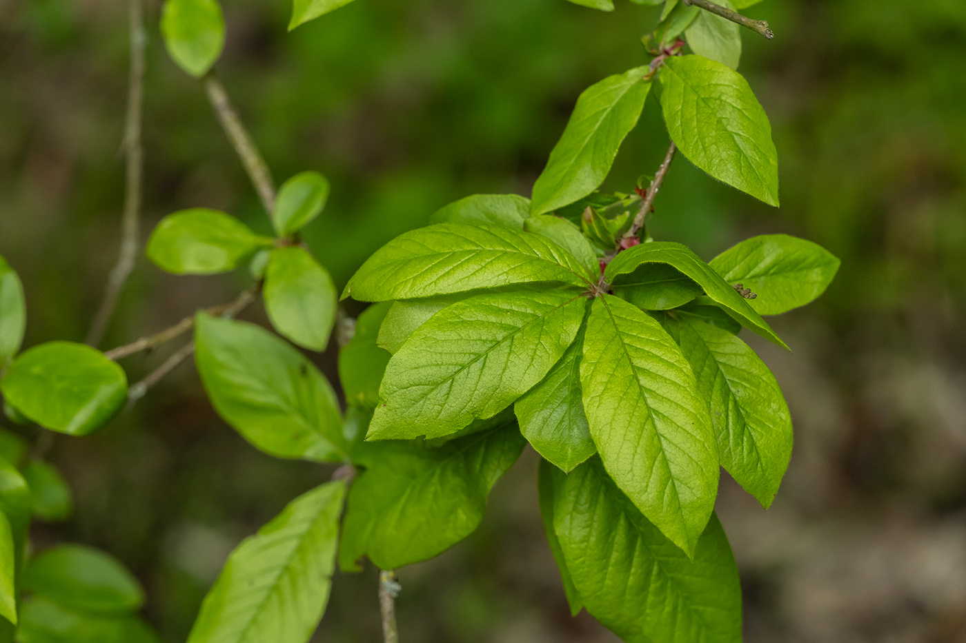 Image of Mespilus germanica specimen.