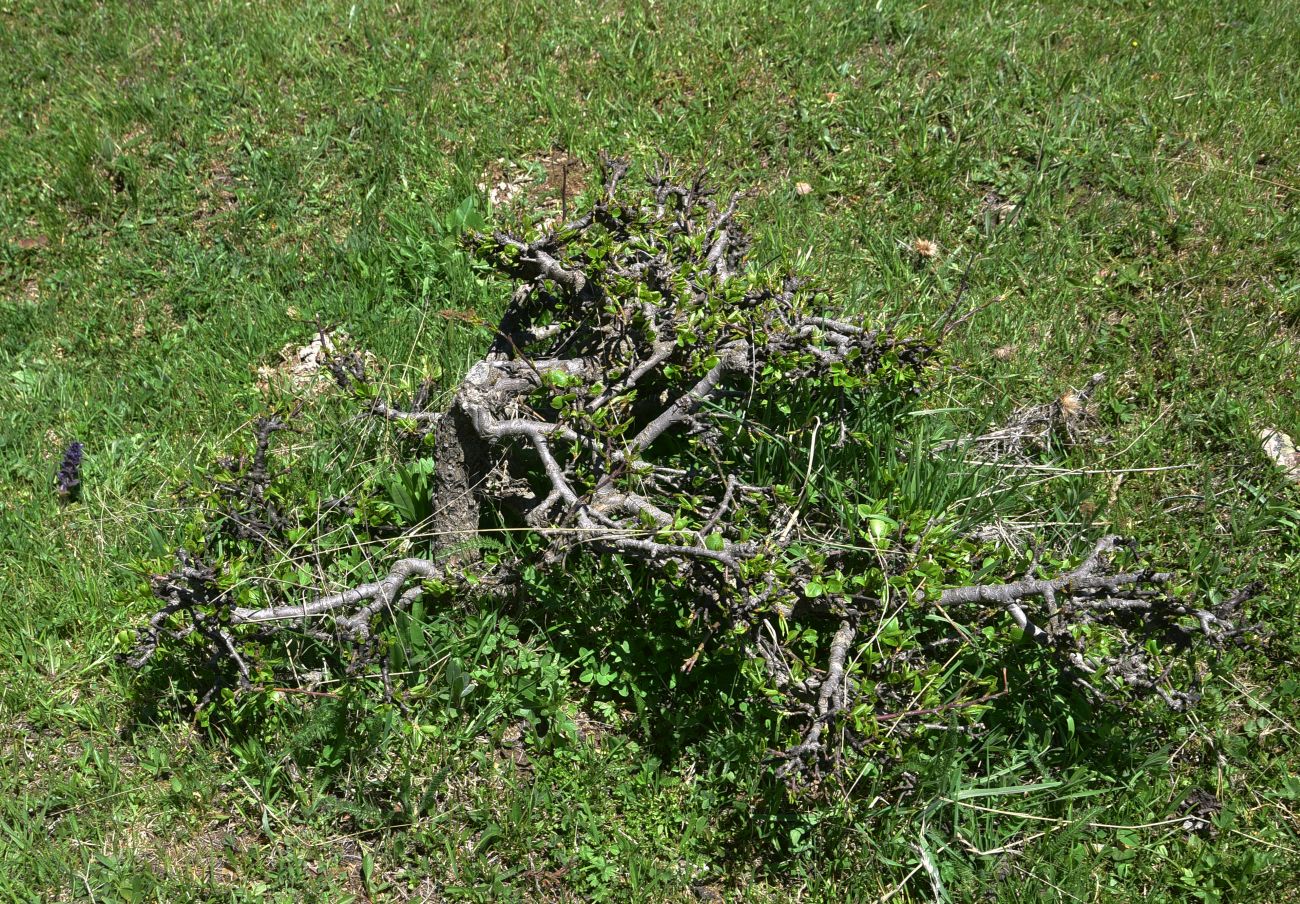 Image of Pyrus caucasica specimen.