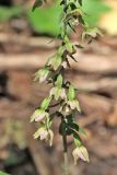 Epipactis helleborine