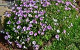 Dimorphotheca ecklonis