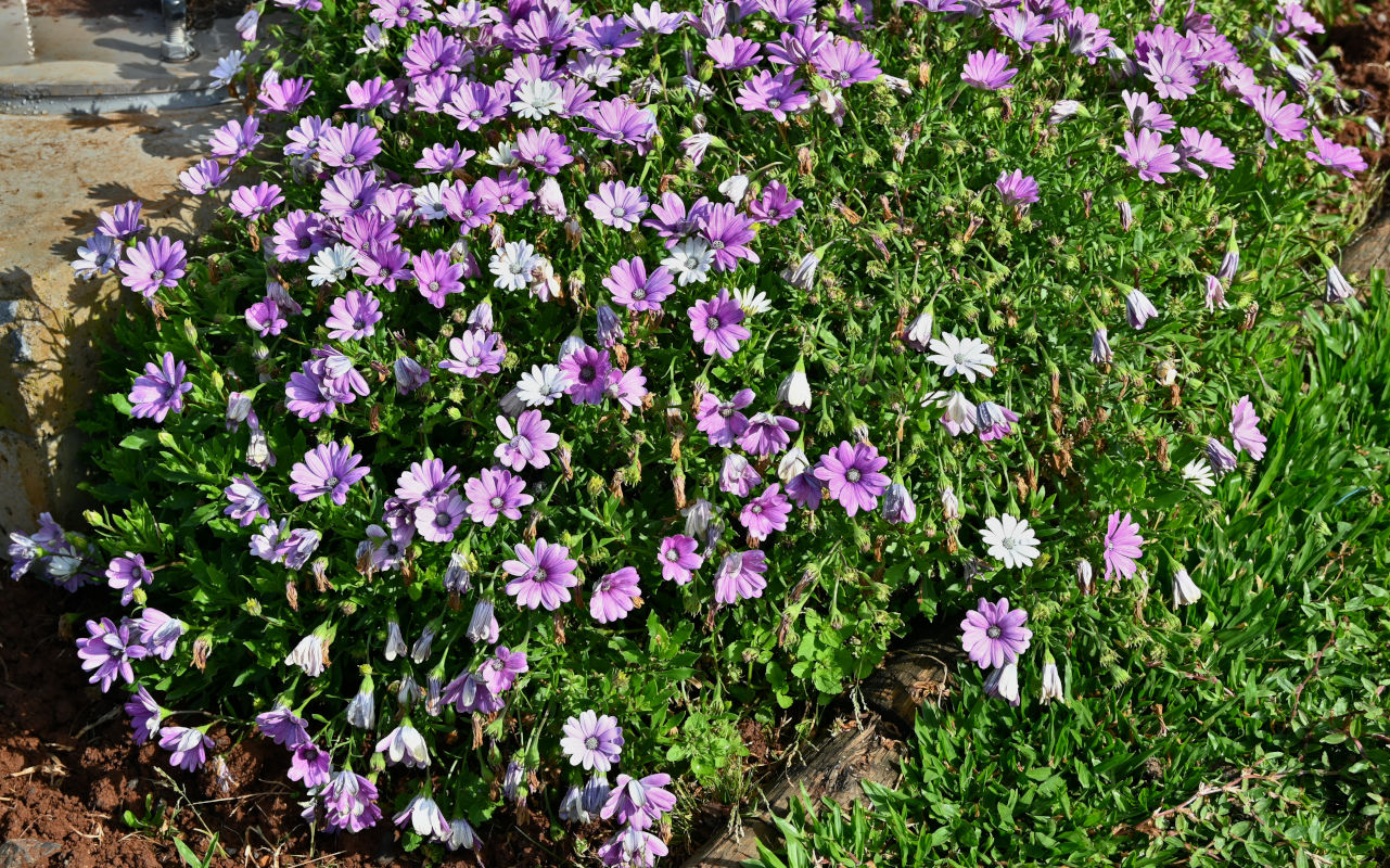 Изображение особи Dimorphotheca ecklonis.