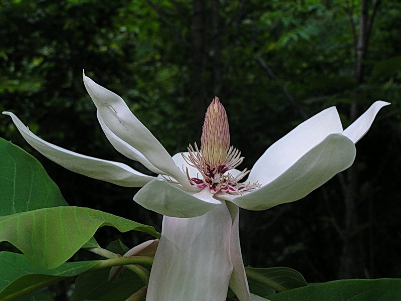 Изображение особи Magnolia hypoleuca.