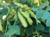 Robinia pseudoacacia. Соплодие. Ульяновск, Заволжский р-н, уличное насаждение. 11.08.2026.
