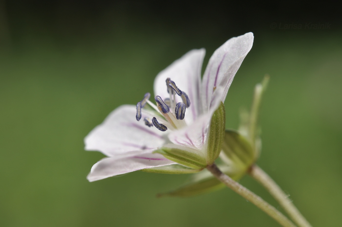 Image of genus Geranium specimen.